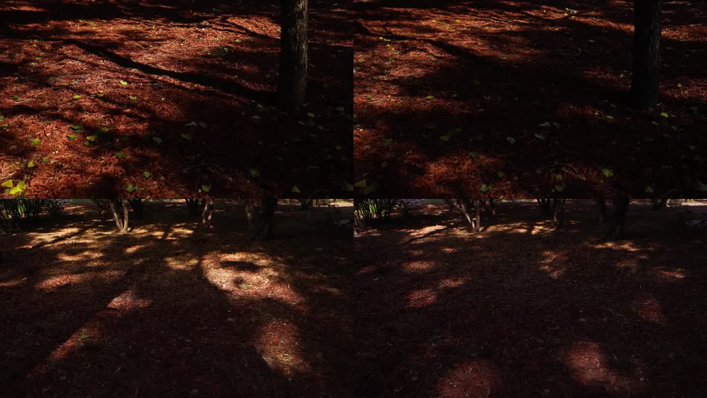 4K高清红树林光影移动变换