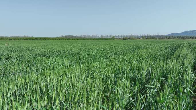 航拍文登昆嵛山下张格庄村的麦田