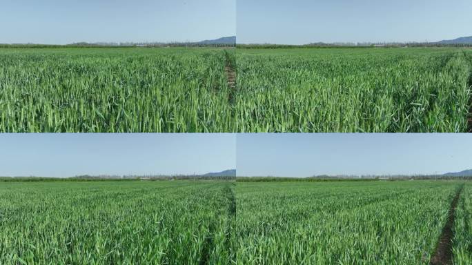 航拍文登昆嵛山下张格庄村的麦田