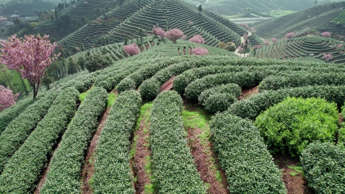 高山茶园 樱花