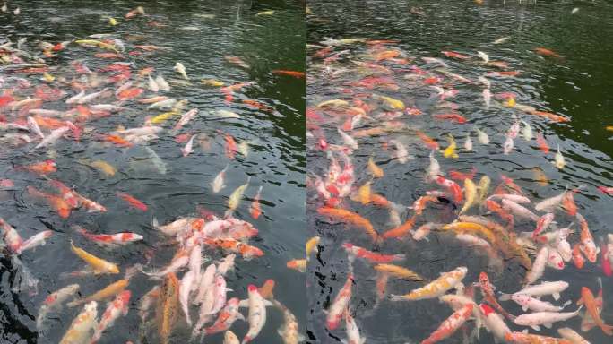 池塘里的鱼在抢食