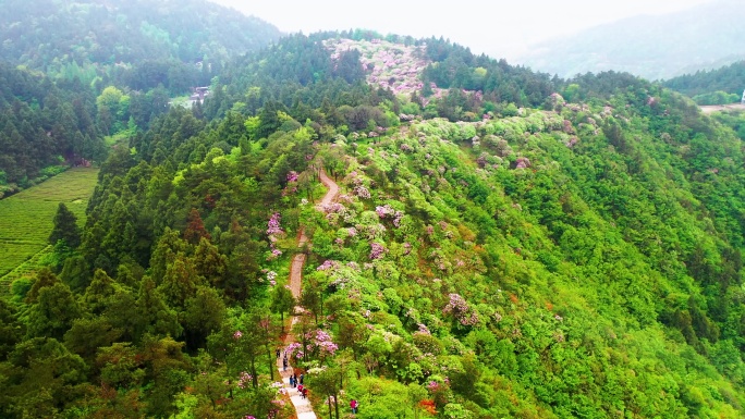 浙江天台山华顶森岭公园杜鹃花盛开