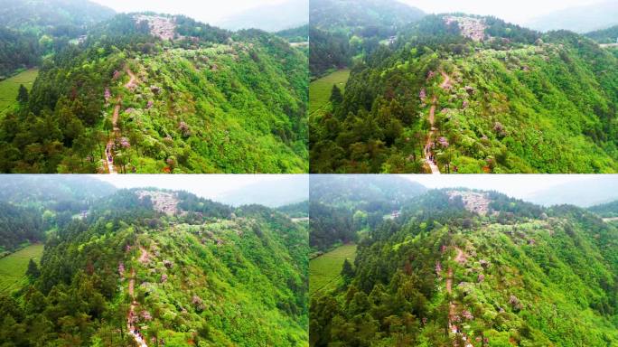 浙江天台山华顶森岭公园杜鹃花盛开