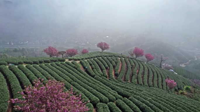 高山茶园 樱花