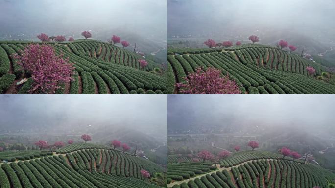 高山茶园 樱花