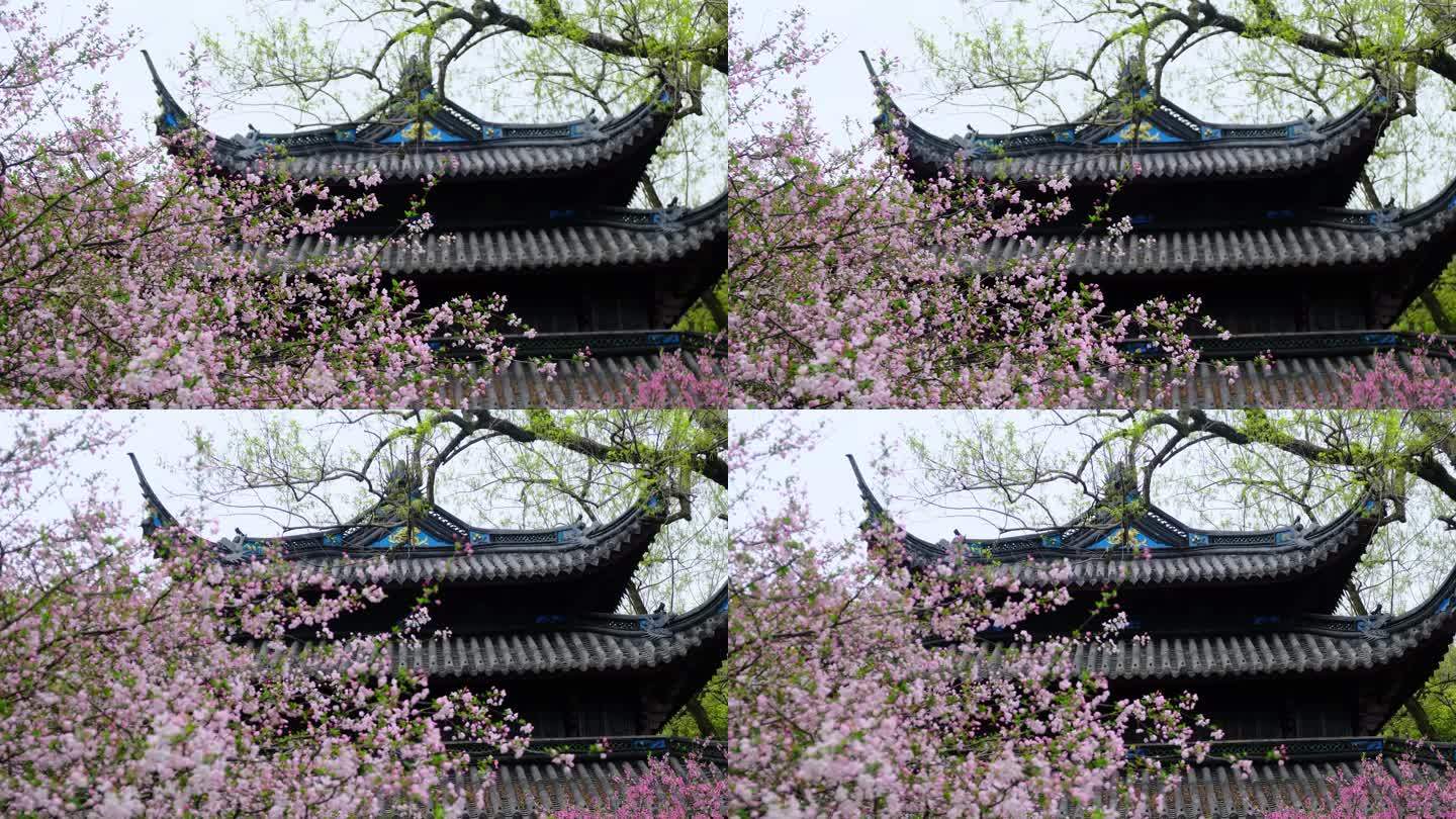 中国风，春天海棠花和古建筑（二）