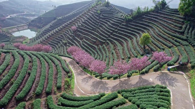 高山茶园 樱花