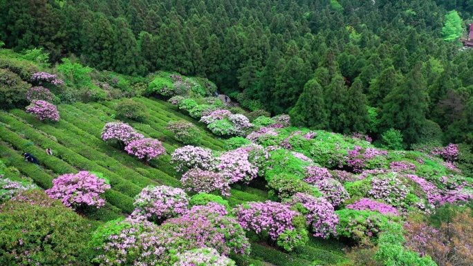 浙江天台山华顶森岭公园杜鹃花盛开