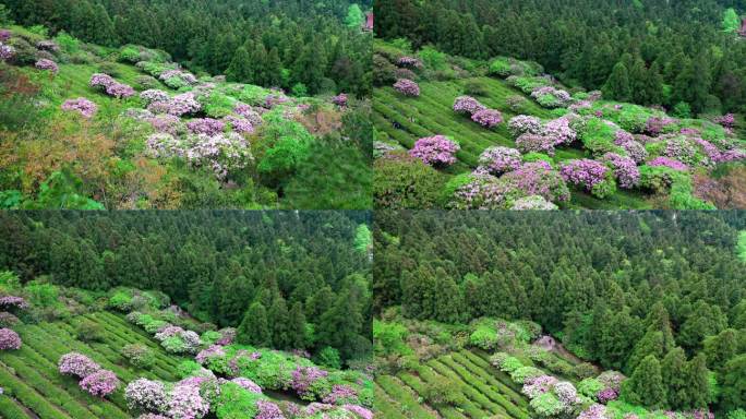 浙江天台山华顶森岭公园杜鹃花盛开