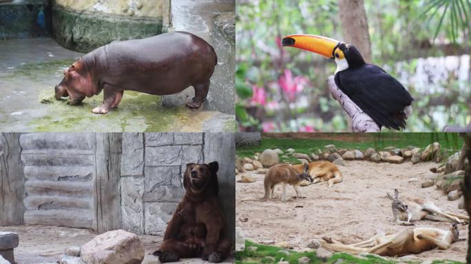 动物园里的各种动物（4K50帧）