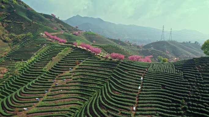 高山茶园 樱花