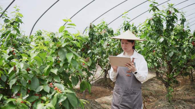 女性农技师拿着平板电脑在樱桃园