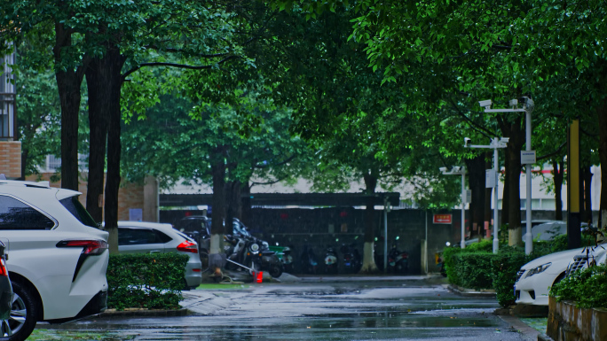 小区雨景绿树下雨