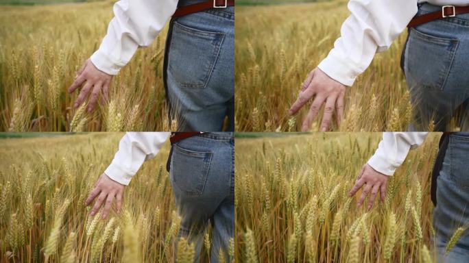 农民从麦田走过手拂过麦穗