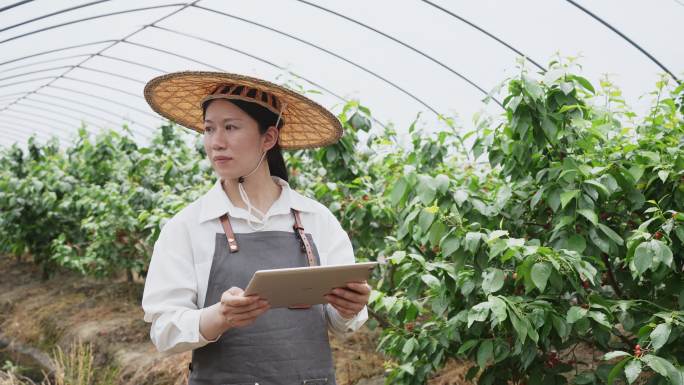 女性农技师拿着平板电脑在樱桃园