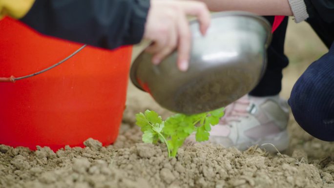 小学生种绿植