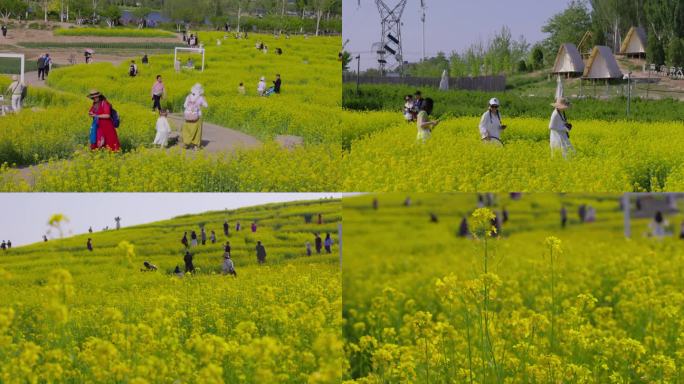 油菜花花海游人