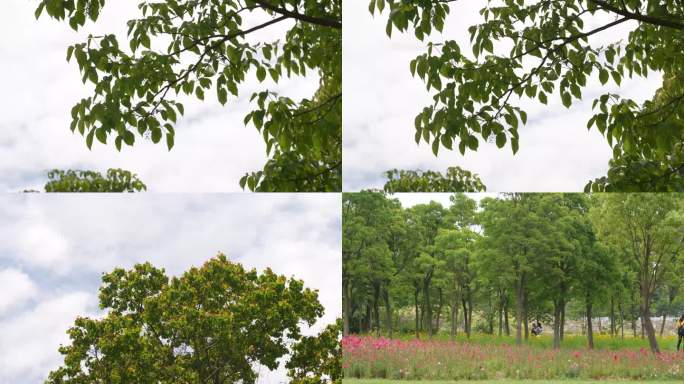 昆山花桥绿地绿化