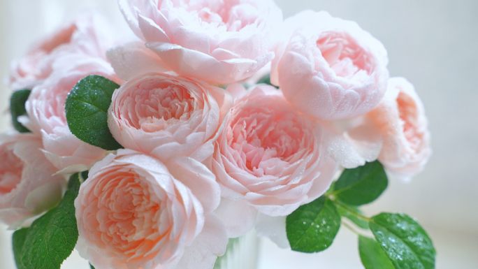 唯美浪漫粉色玫瑰花