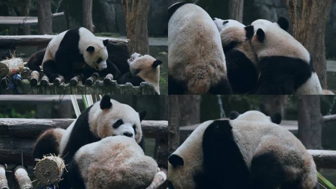 熊猫打架玩耍