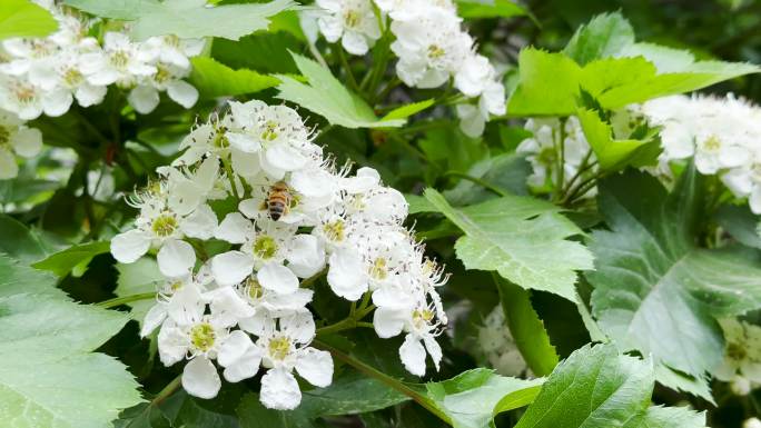 蜜蜂采蜜山楂花