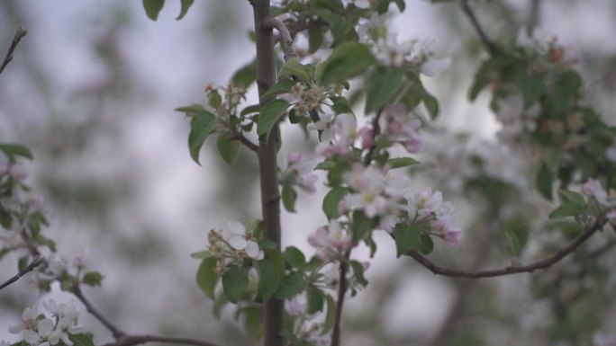 苹果花开