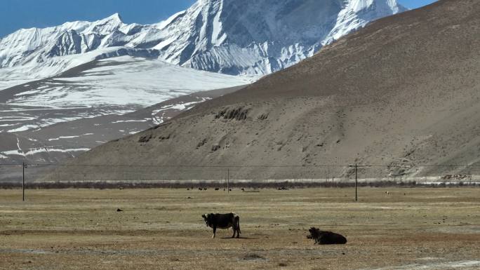 高原雪山牧场奶牛