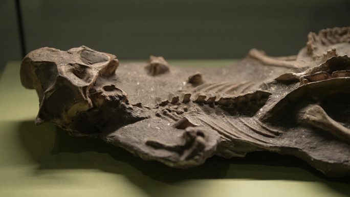 白垩纪恐龙化石