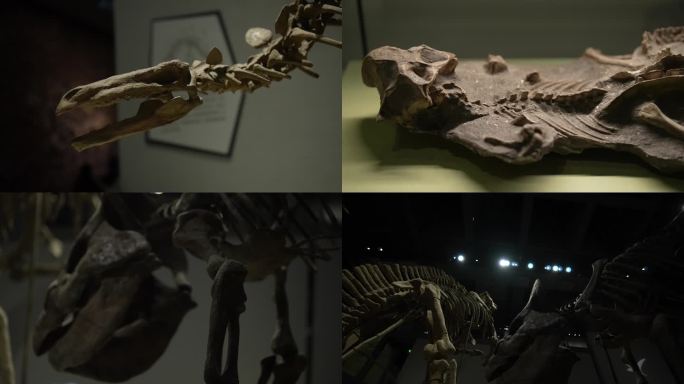 白垩纪恐龙化石