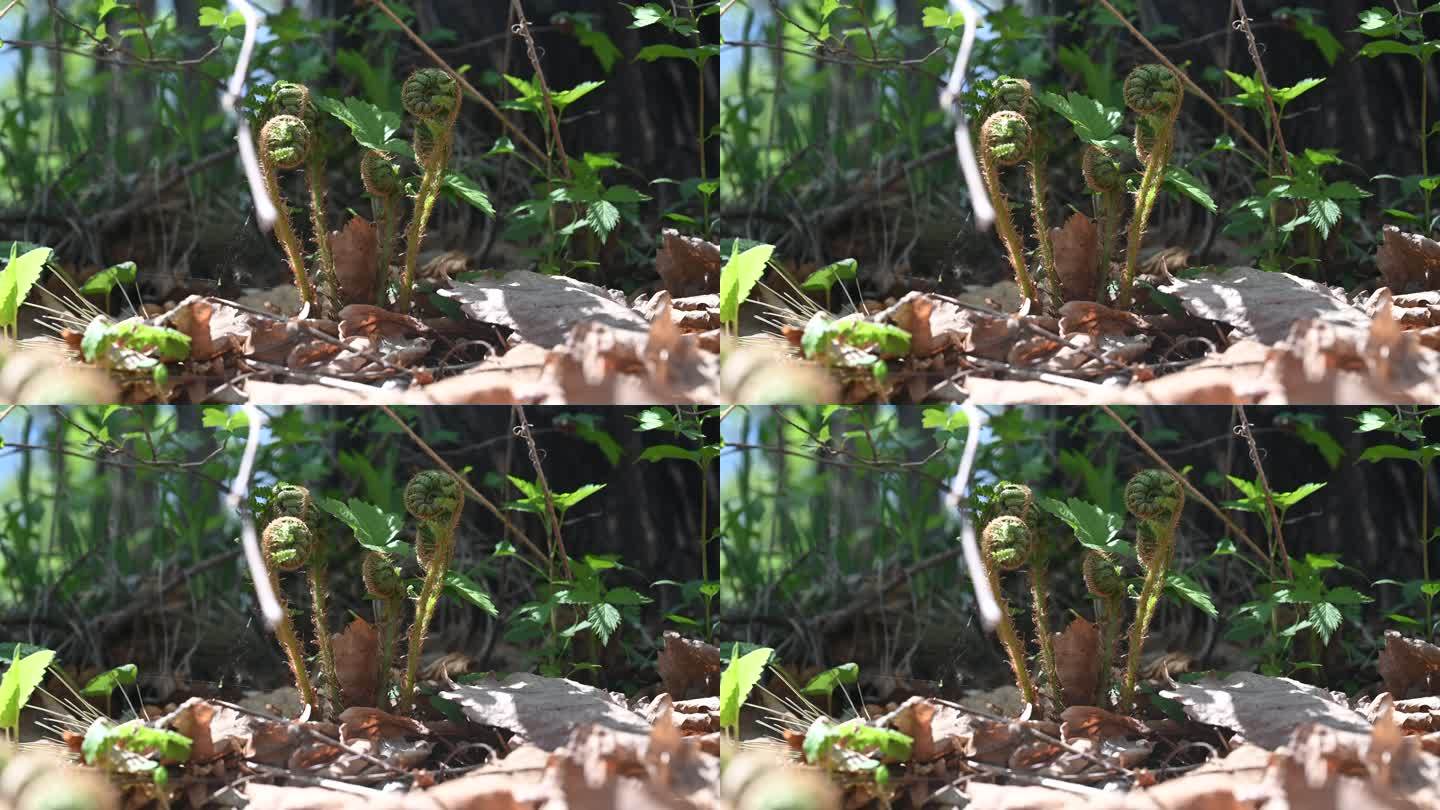 4K小树苗-可爱灵气