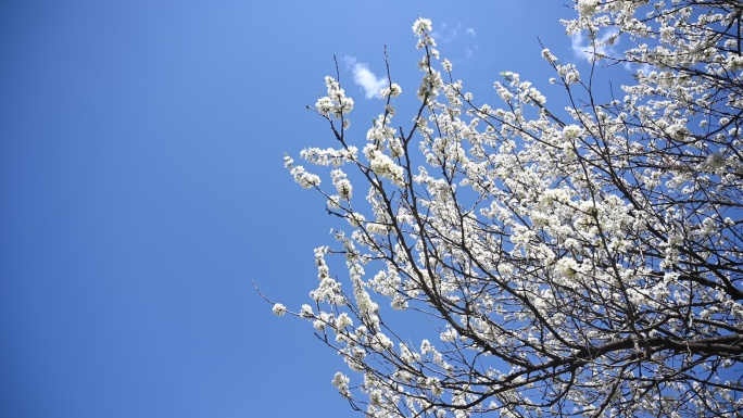 4K白色樱花 春暖花开 春色 春分 空镜