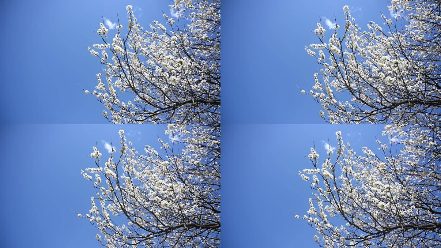 4K白色樱花 春暖花开 春色 春分 空镜