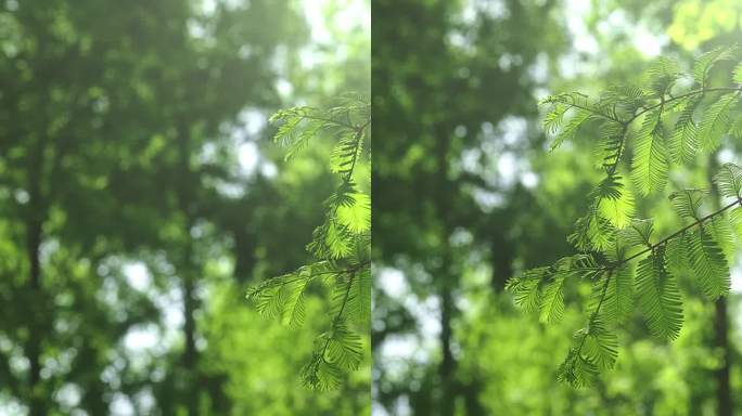 4K拍摄随风摇曳的绿色水杉树叶