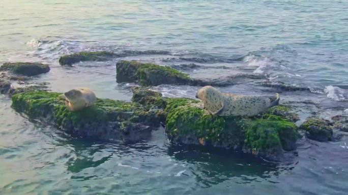 山东烟台：长岛斑海豹