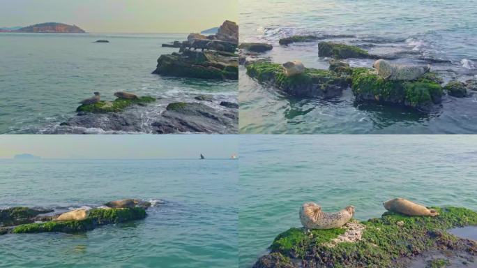 山东烟台：长岛斑海豹