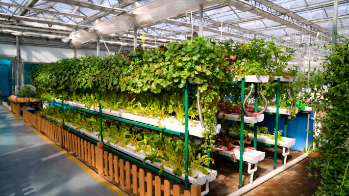 【原创】科技农业-现代化温室大棚绿色农业