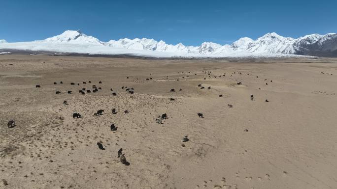 西藏航拍 航拍阿里地区牦牛