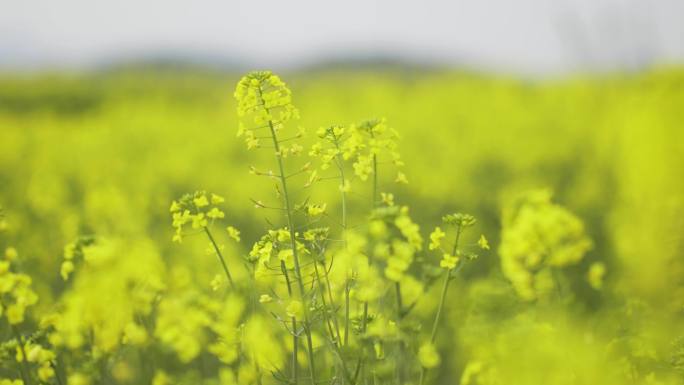 【原创】4K-春天花海油菜花空镜