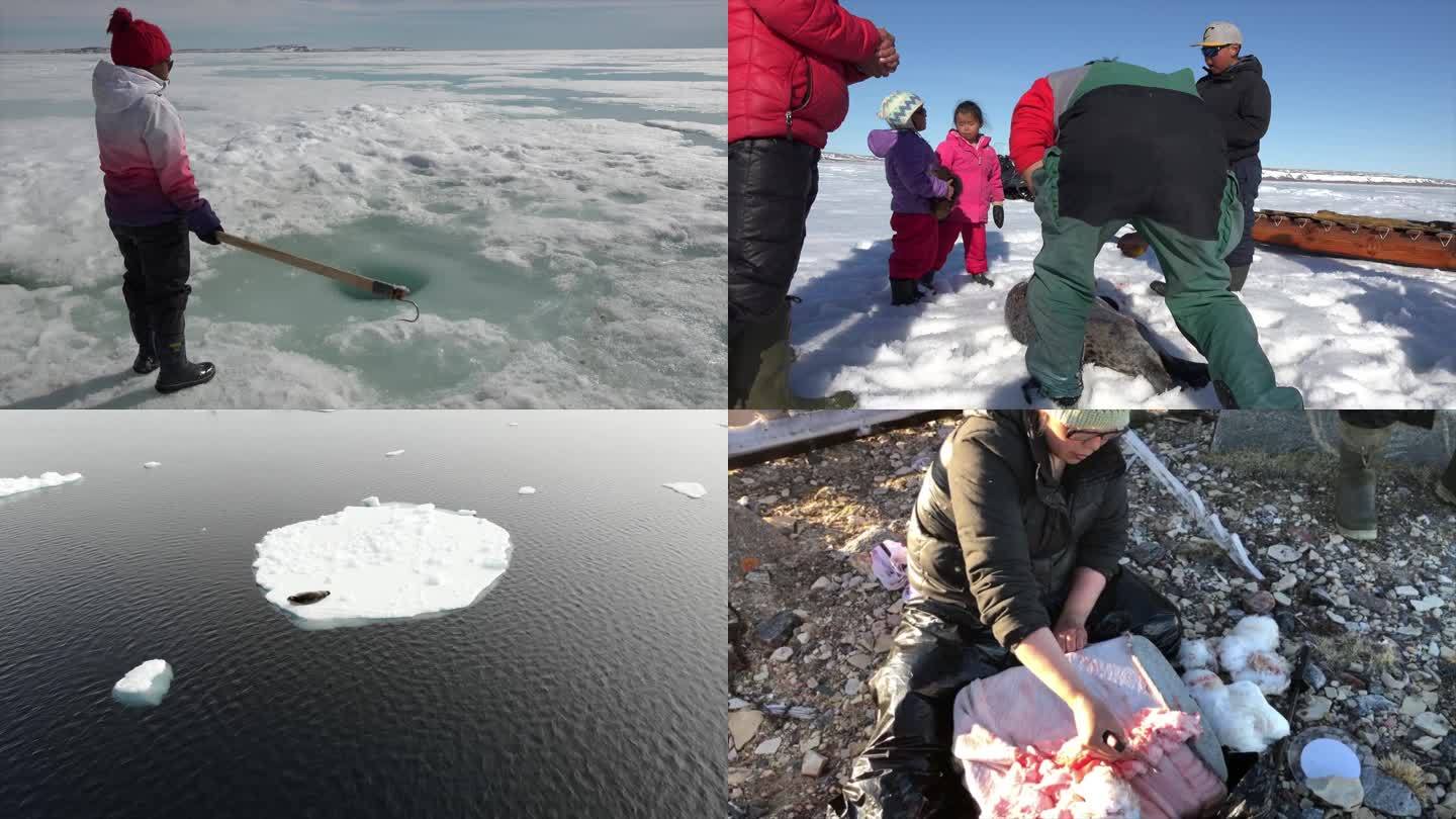 北极因纽特家族狩猎独角鲸+海豹