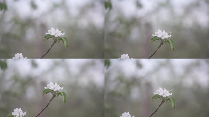 苹果花开