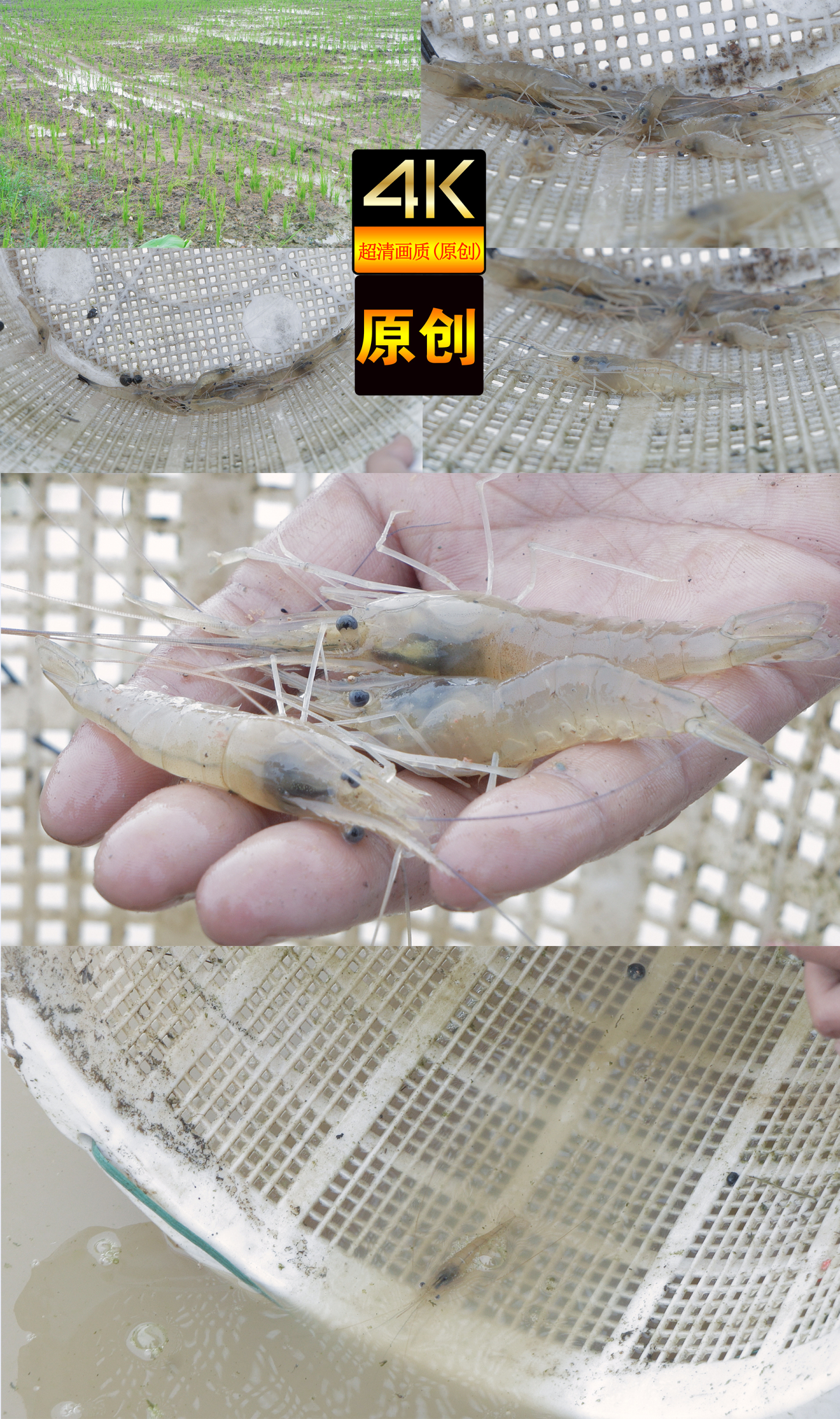 【4K】稻虾养殖（虾养殖）