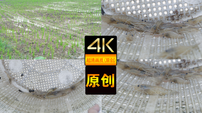 【4K】稻虾养殖（虾养殖）