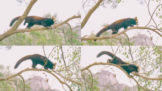 在树枝上行走的小熊猫