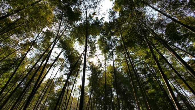 蜀南竹海仰拍竹林竹叶间的太阳阳光