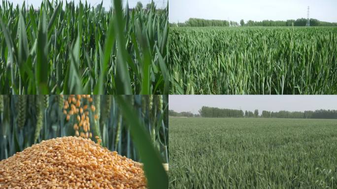 丰收节麦苗到麦穗小麦掉落