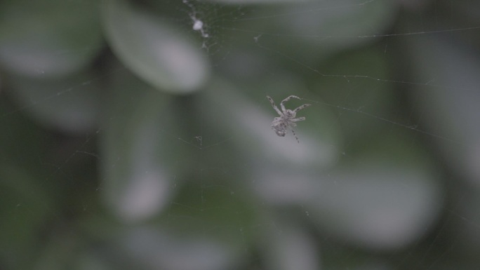 蜘蛛吐丝织网视频
