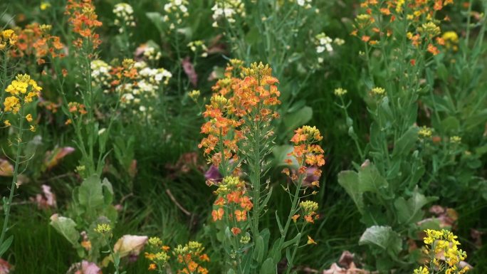 花星球 梅花 油菜花 樱花 各种花