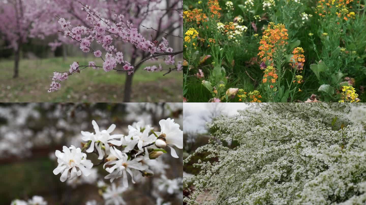 花星球 梅花 油菜花 樱花 各种花