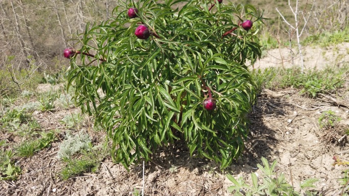 野芍药块根芍药