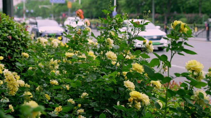 城市道路开满蔷薇